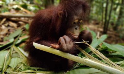 Inside the Complex Diet of the Rainforest’s Most Intelligent Primate
