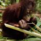 Inside the Complex Diet of the Rainforest’s Most Intelligent Primate
