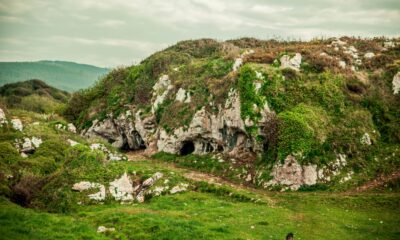Nature’s Fortified Giants: Unlocking the Secrets of Earth’s Strongest Plants