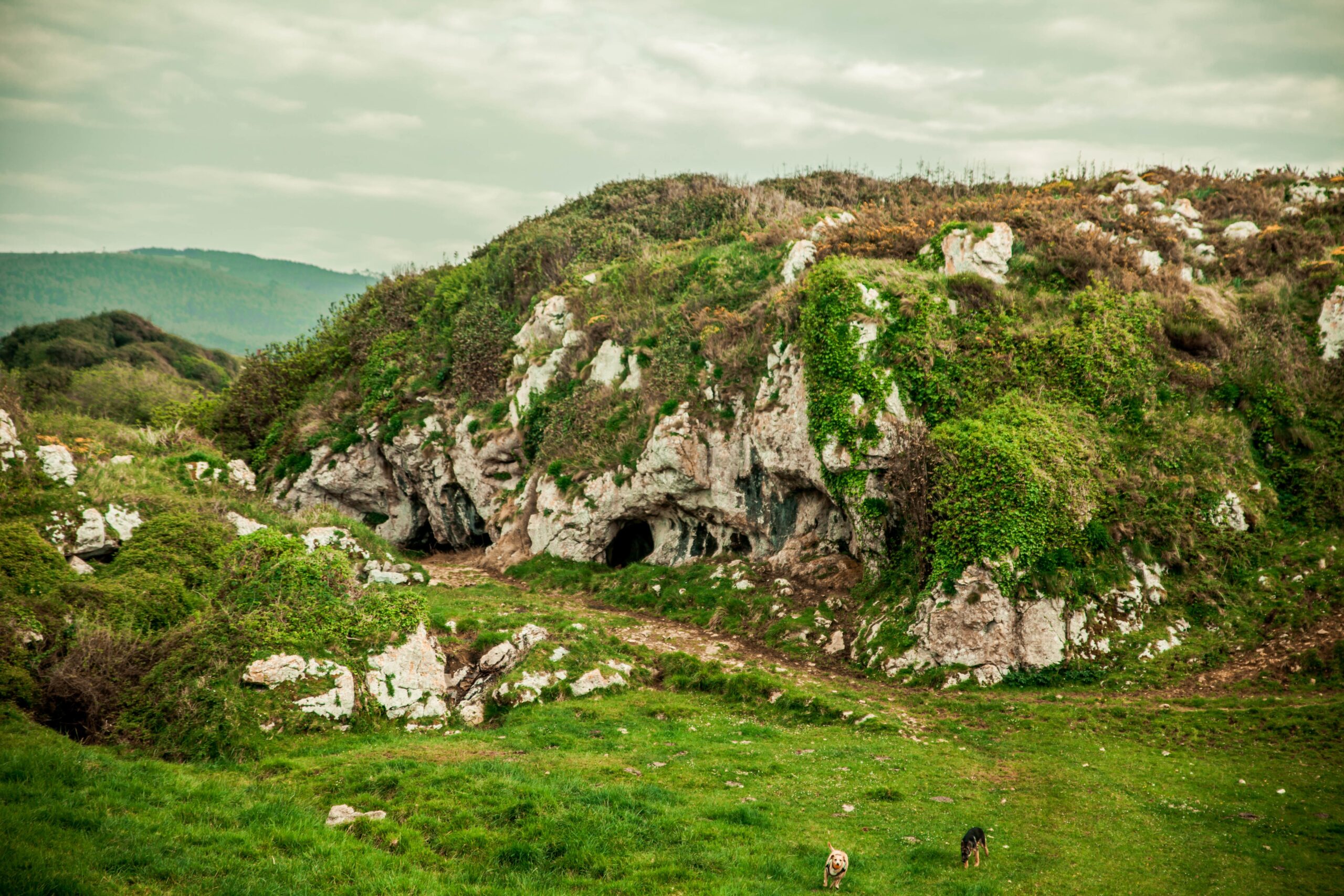 Nature’s Fortified Giants: Unlocking the Secrets of Earth’s Strongest Plants