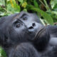 Eastern Lowland Gorilla: A Deep Dive into Africa’s Largest Primate
