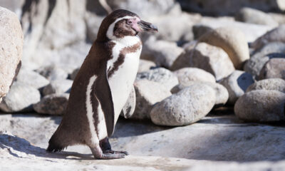 Galapagos Penguins