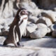 Galapagos Penguins