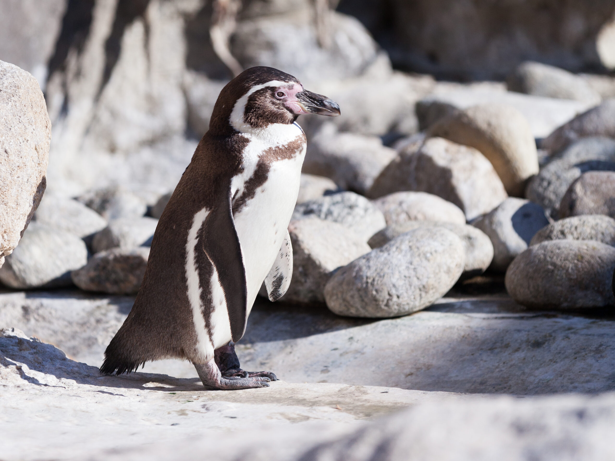 Galapagos Penguins